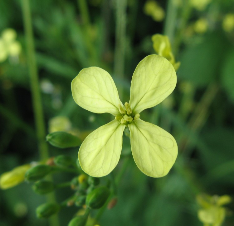 Raphanus raphanistrum subsp. landra